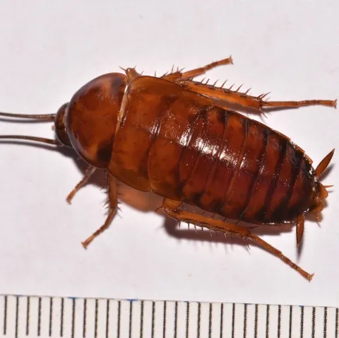 American Cockroach (Periplaneta americana) larvae