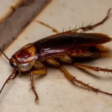 American Cockroach (Periplaneta americana)