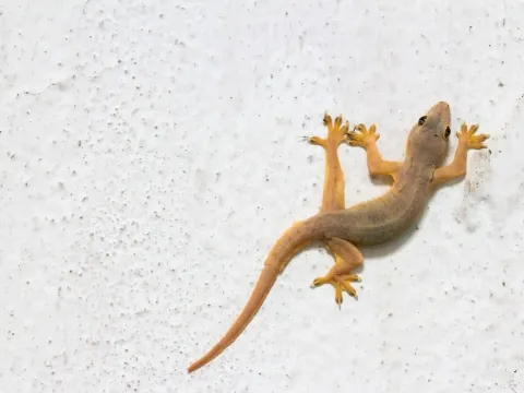 Asian House Gecko (Hemidactylus frenatus)