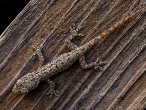Asian House Gecko (Hemidactylus frenatus)