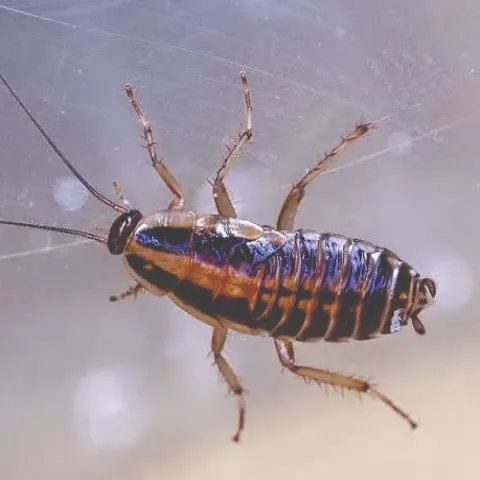 German Cockroach (Blattella germanica) larvae