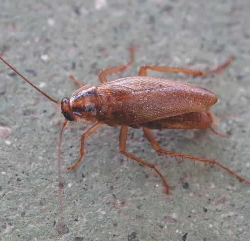 German Cockroach (Blattella germanica)