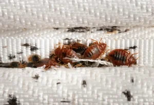 Signs of Bed Bugs