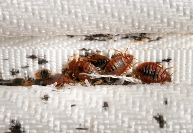 Signs of Bed Bugs