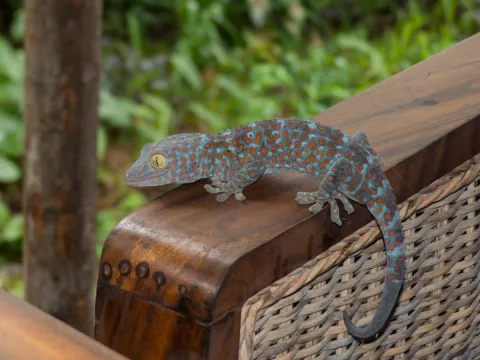 Tokay Gecko (Gekko gecko)