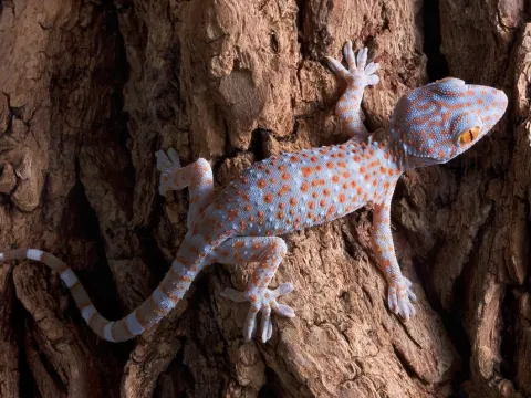 Tokay Gecko (Gekko gecko)