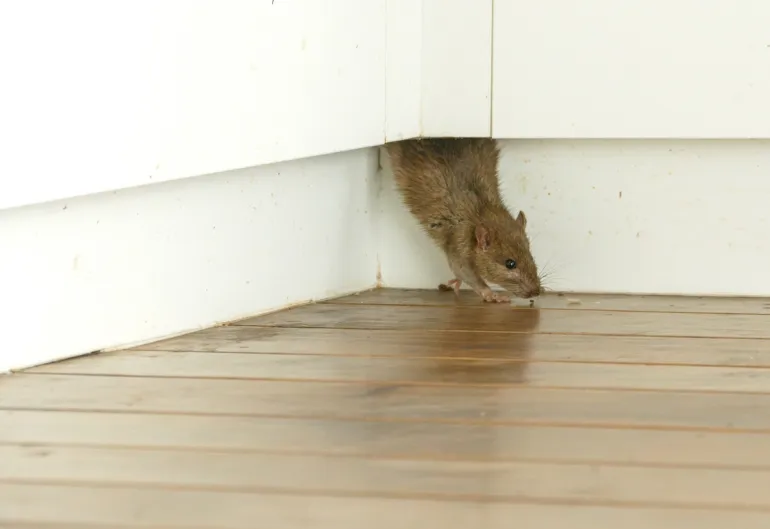 How to Tell If You Have a Rodent Infestation in Your Bali Home