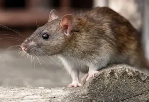 rat control bali