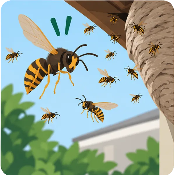Aggressive wasp colony near a property