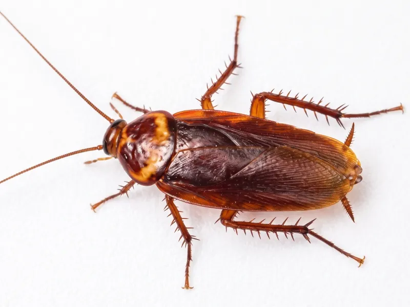 American cockroach