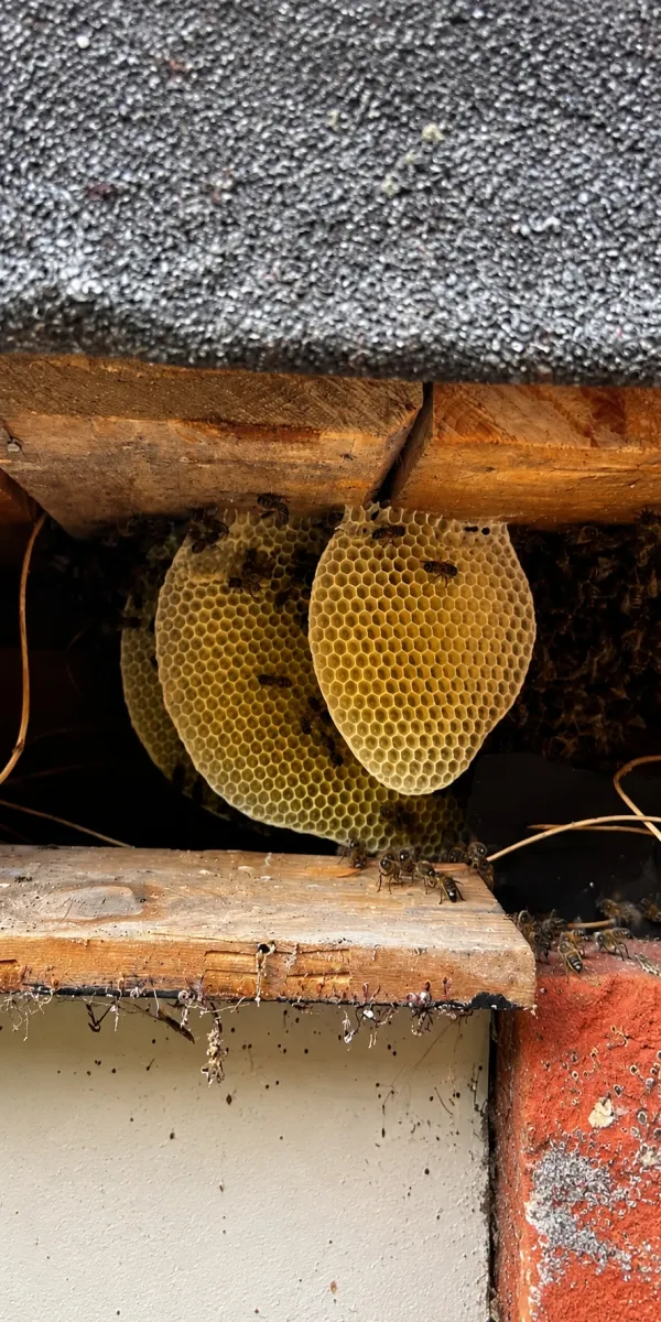 Bee nest under a roof in Bali