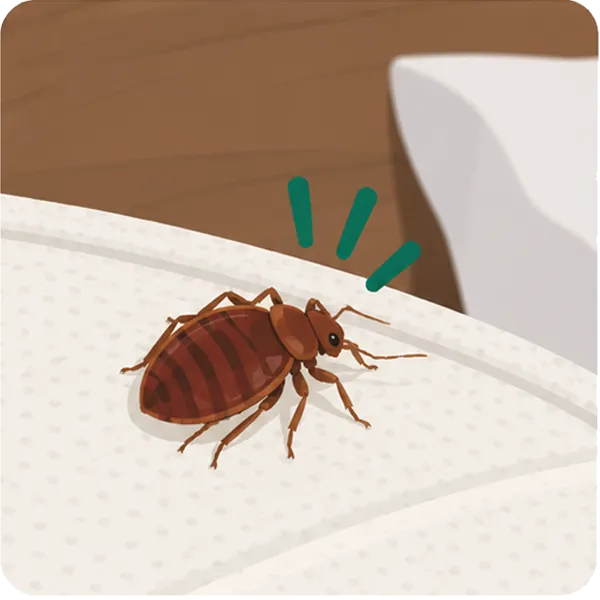 Bed bugs
