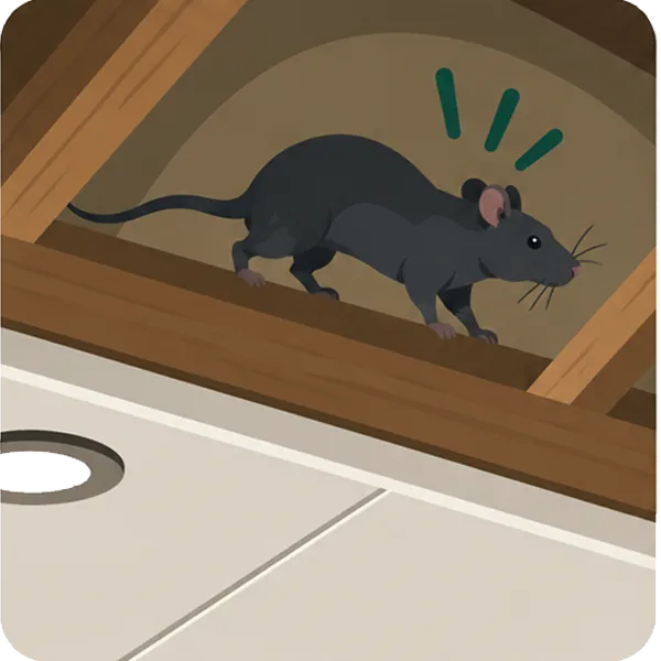 Rat activity inside a ceiling at night