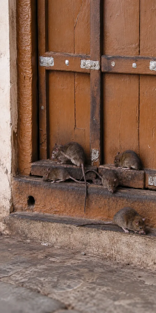 Rodent infestation around a property entrance